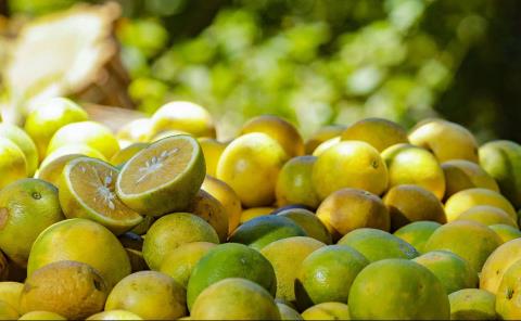 Citricultores presumen buena cosecha de naranja 
