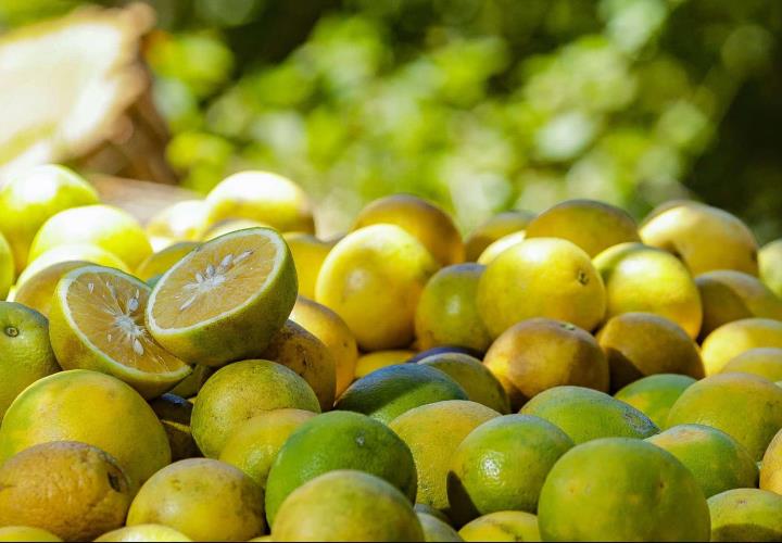 Citricultores presumen buena cosecha de naranja 