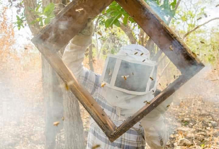 Protegerán a abejas con proyecto federal