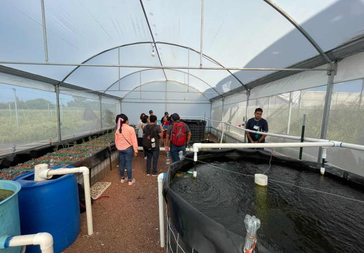 Desarrollan la acuaponía para alimentos de calidad 