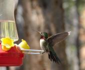 De paso en la región el colibrí de garganta rubí