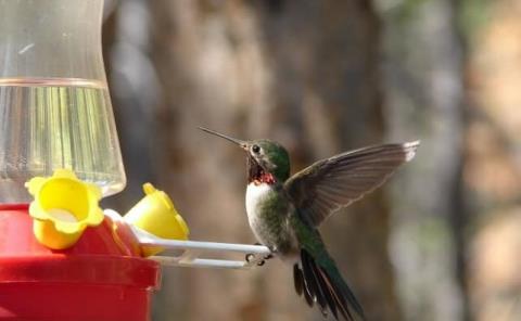 De paso en la región el colibrí de garganta rubí
