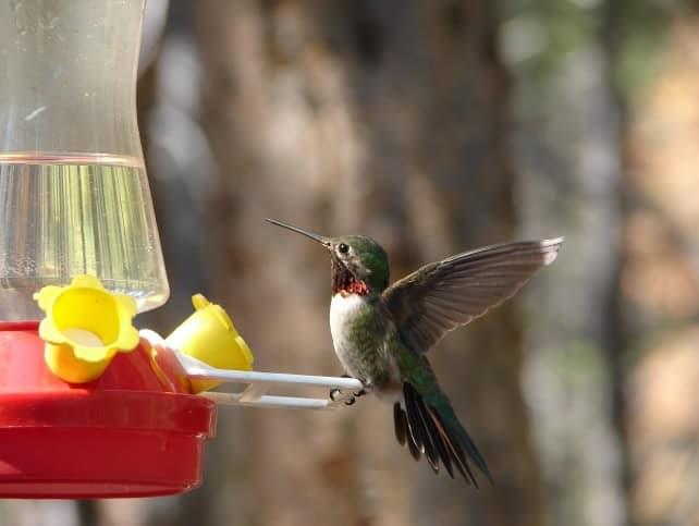 De paso en la región el colibrí de garganta rubí