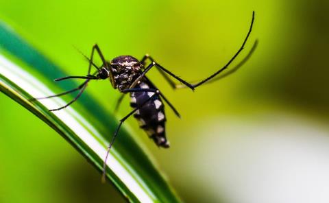 Alerta por dengue en la Huasteca Sur: cifras alarmantes y falta de atención