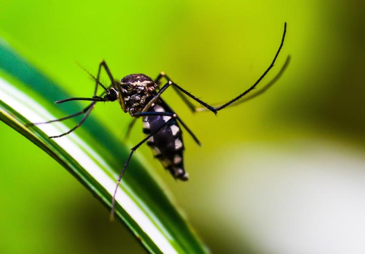 Alerta por dengue en la Huasteca Sur: cifras alarmantes y falta de atención