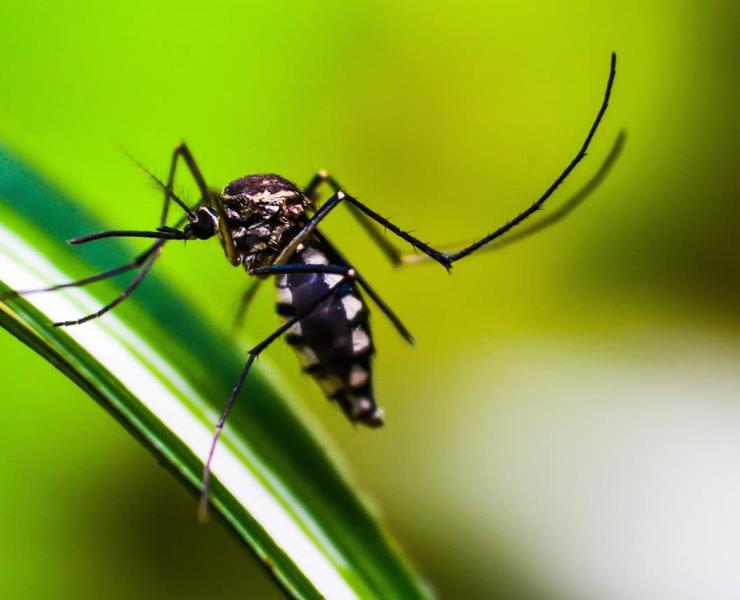 Alerta por dengue en la Huasteca Sur: cifras alarmantes y falta de atención