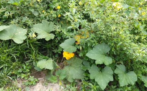 Flor de calabaza: un manjar de la Huasteca