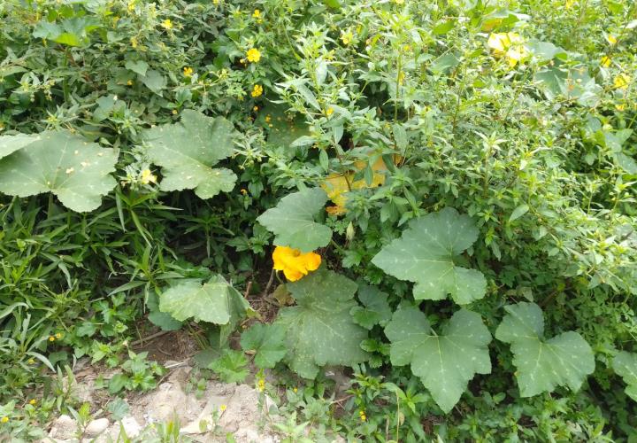 Flor de calabaza: un manjar de la Huasteca