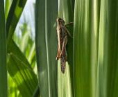 La plaga langosta se expandió y hay daños