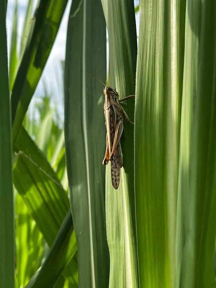 La plaga langosta se expandió y hay daños