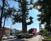 Robaron luces en plena plaza