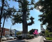 Robaron luces en plena plaza