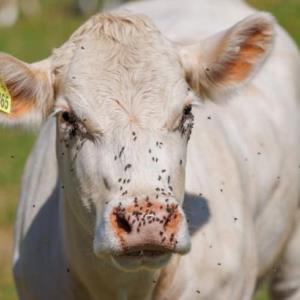 ´Ataca´ al ganado gusano del cuajo
