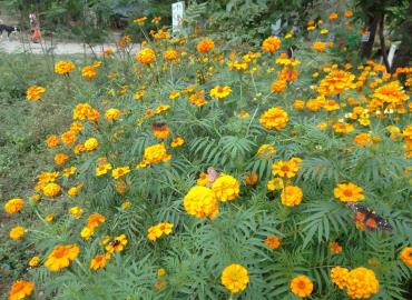 Espigan las primeras flores de cempaxúchitl