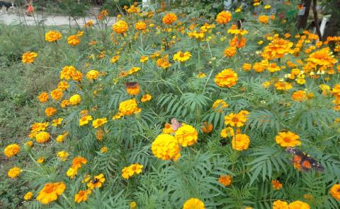 Espigan las primeras flores de cempaxúchitl