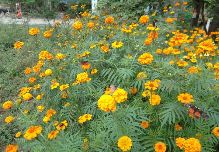 Espigan las primeras flores de cempaxúchitl