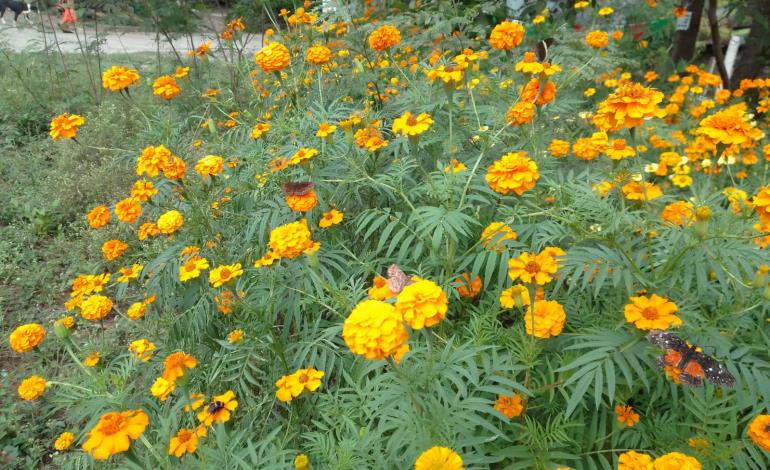 Espigan las primeras flores de cempaxúchitl