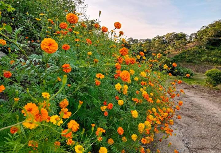 Florecen campos de cempasúchil