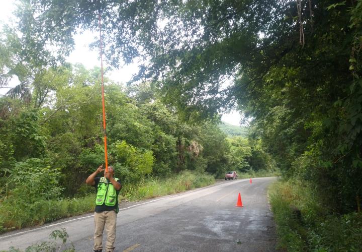 Retira PC ramas de los árboles en carretera estatal