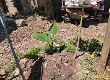 Piden comerciantes a foráneos reforestación en la Plazoleta