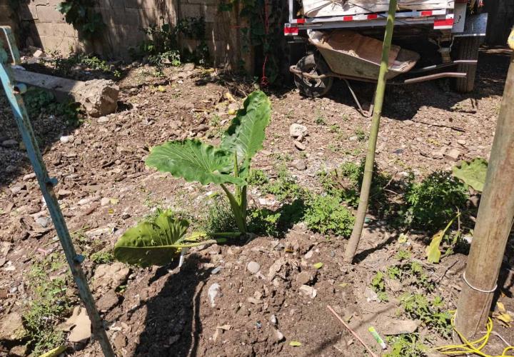 Piden comerciantes a foráneos reforestación en la Plazoleta