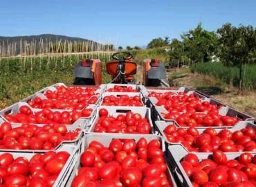 Sube el precio Del tomate 