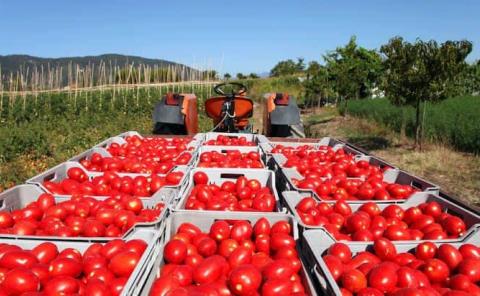 Sube el precio Del tomate 
