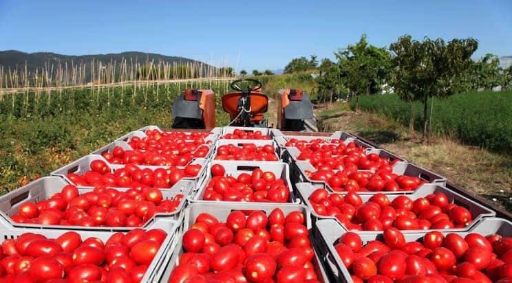 Sube el precio Del tomate 