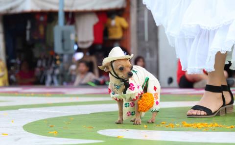 Un éxito el concurso de disfraces de mascotas