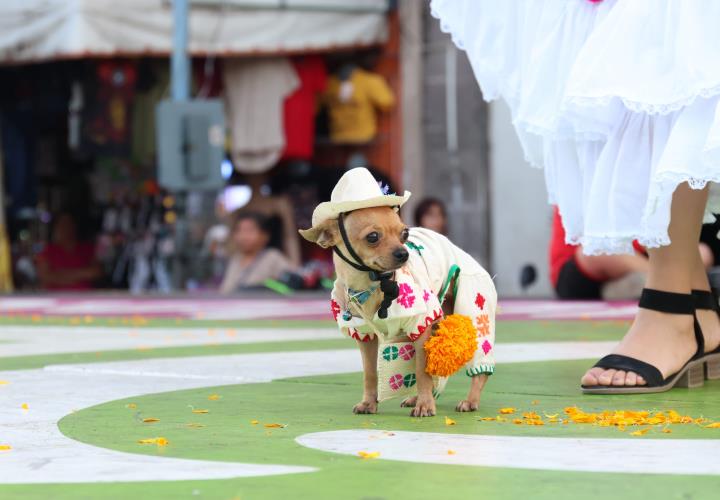 Un éxito el concurso de disfraces de mascotas