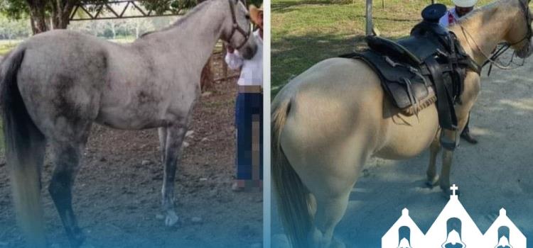 Amantes de lo ajeno robaron dos caballos