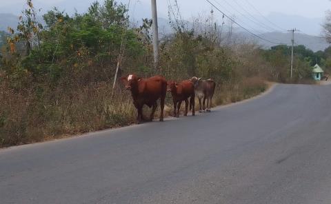 Ganado suelto genera peligro

