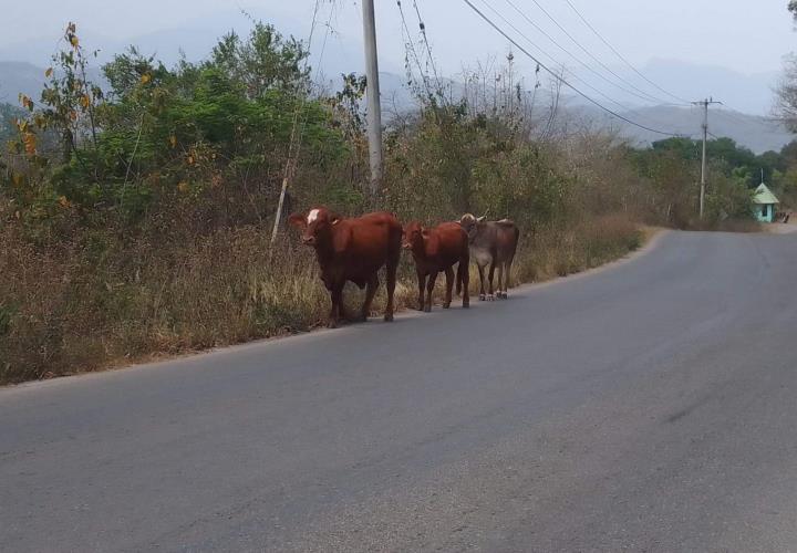 Ganado suelto genera peligro