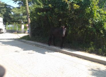 Caballos sueltos generan peligro