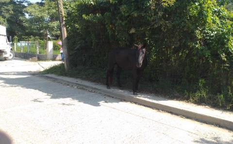 Caballos sueltos generan peligro