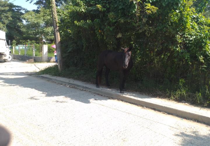 Caballos sueltos generan peligro