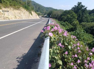 Flores silvestres embellecen la supercarretera