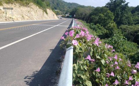 Flores silvestres embellecen la supercarretera