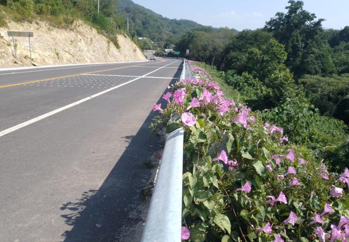 Flores silvestres embellecen la supercarretera