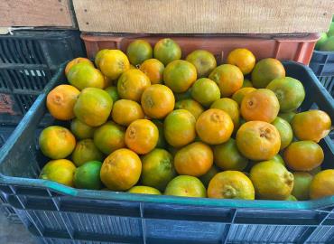 Plagas afectaron a la mandarina de Rioverde 