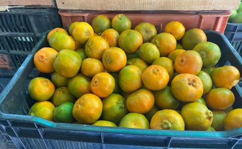 Plagas afectaron a la mandarina de Rioverde 
