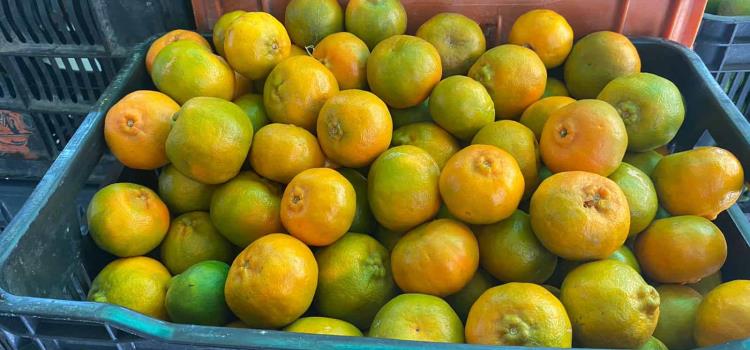 Plagas afectaron a la mandarina de Rioverde 