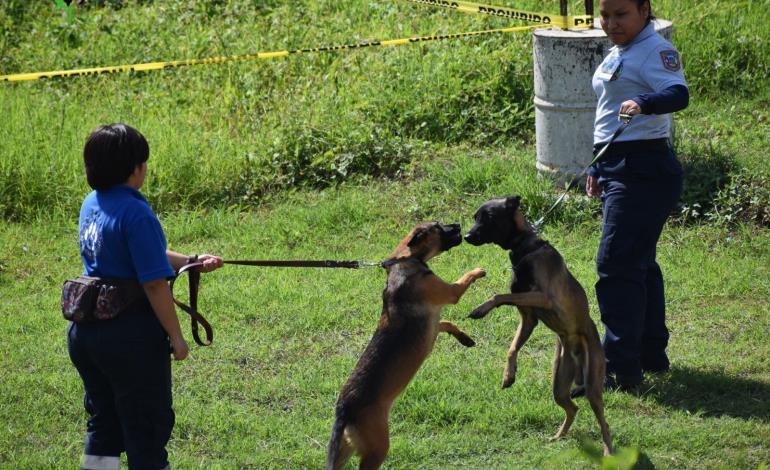 Instruyen perros en  búsqueda y rescate