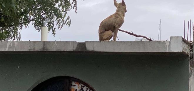 Maltrato animal en Isla de San Pablo 
