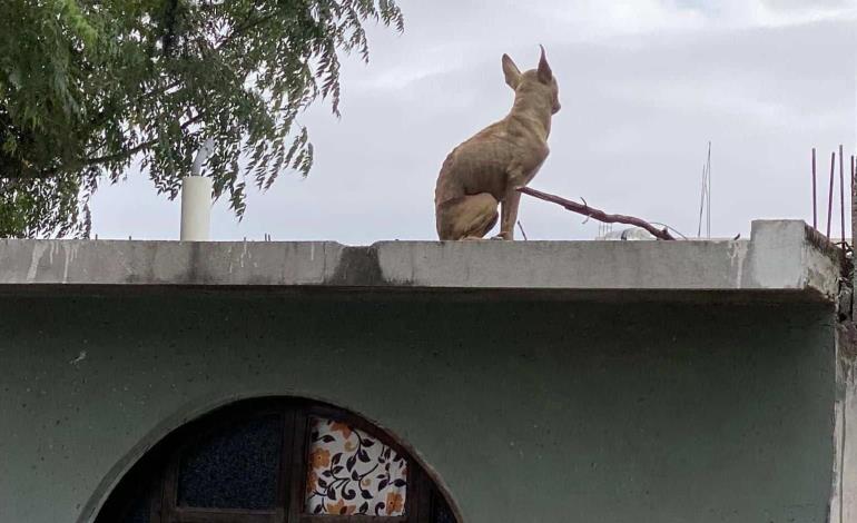 Maltrato animal en Isla de San Pablo 