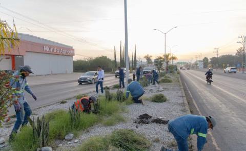 DIF encabezó jornada de limpieza y reforestación 
