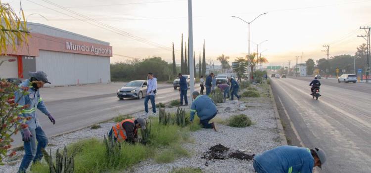 DIF encabezó jornada de limpieza y reforestación 