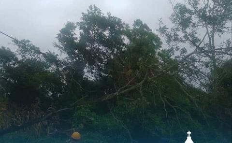 Árbol caído obstruyó la vía
