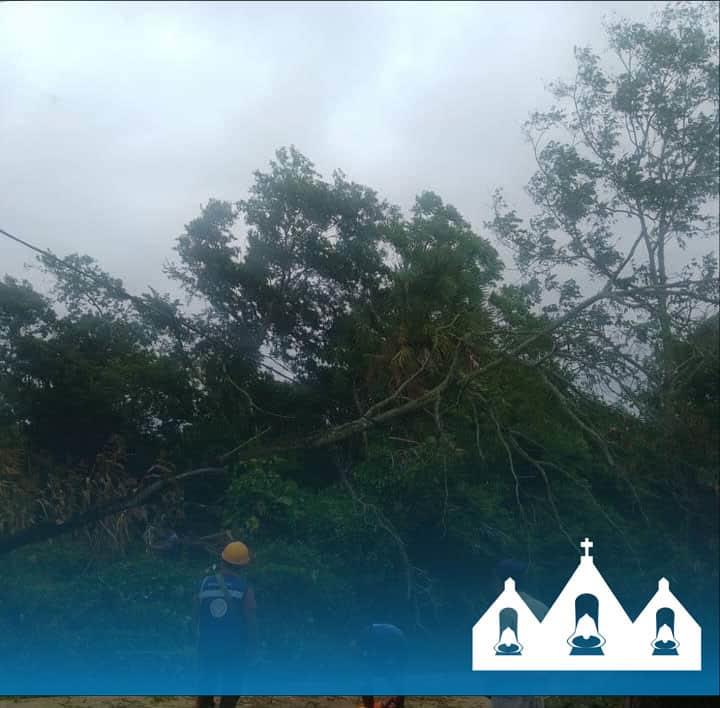 Árbol caído obstruyó la vía