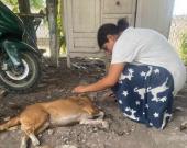 Denuncian a ´mata perros´